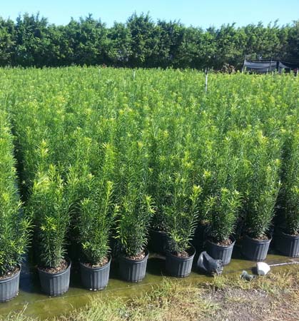 Landscape Hedgess For Sale In Florida